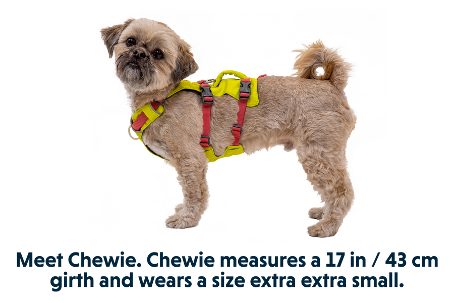30551_Flagline-Harness_Lichen-Green_CHEWIE_XXSmall.png