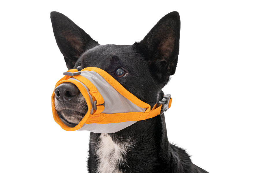 CompressedPNG-3584_BacktrakEvacuationKit_CloudburstGray_MuzzleOnDog_STUDIO.png