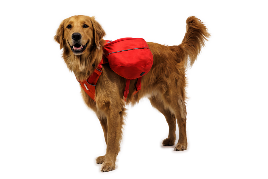 CompressedPNG-50204_Palisades-Pack_Red-Currant_On-Dog-3_STUDIO.png